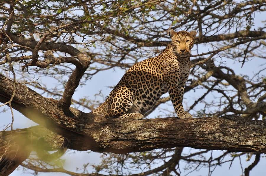 Nairobi National Park Morning Game Drive With Free Pickup - Key points before you go