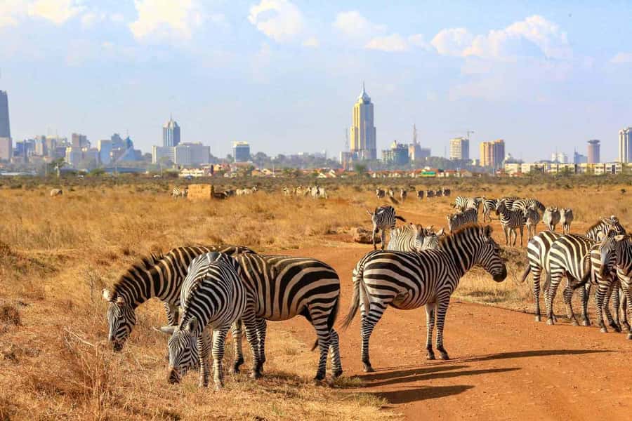 Nairobi National Park Morning Game Drive With Free Pickup - What the “4 hours in the park” actually gives you