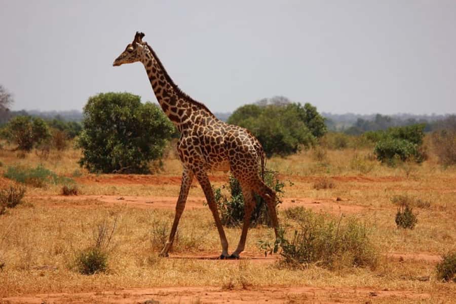 Nairobi National Park Morning Game Drive With Free Pickup - Who should book this morning game drive