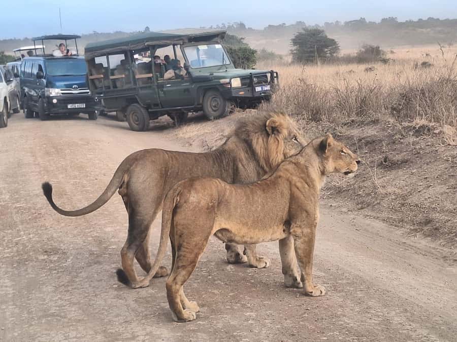 Nairobi National Park Morning Or Evening Game Drive Tour - Key Things to Know Before You Go