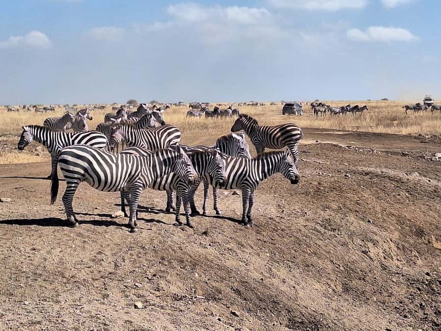Nairobi National Park Morning Or Evening Game Drive Tour - Open-Roof Customized Vehicle and the Reality of Park Roads