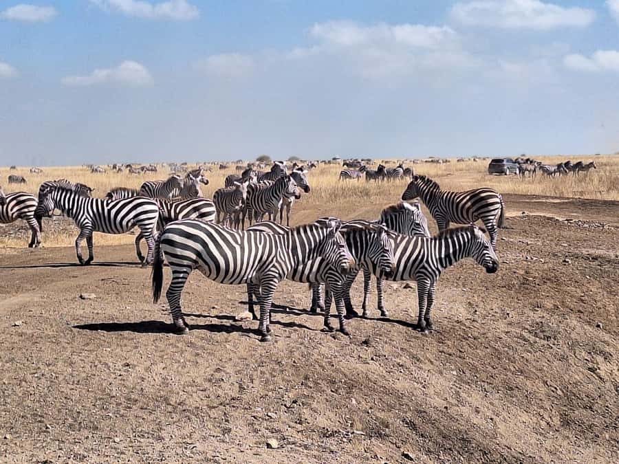 Nairobi National Park Morning Or Evening Game Drive Tour - What You Can Actually See: Lions, Leopards, Rhinos, and More