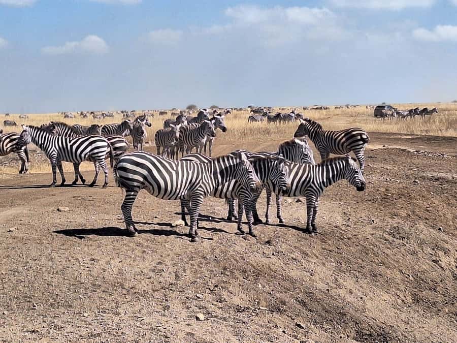 Nairobi National Park Morning Or Evening Game Drive Tour - Price and Logistics: $70 Tour Fee Plus $43 Park Entry