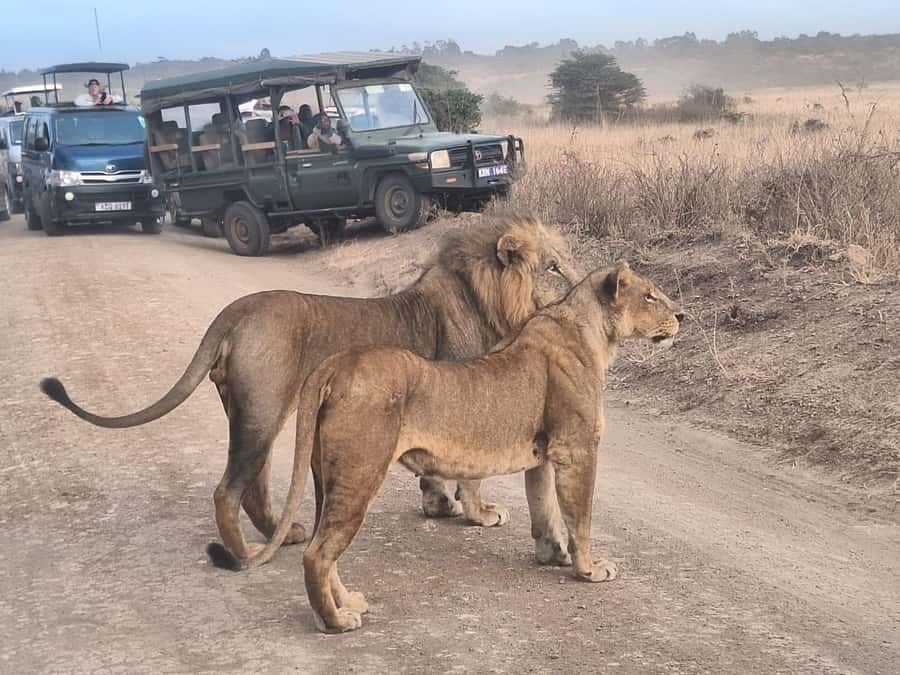 Nairobi National Park Morning Or Evening Game Drive Tour - Pickup, Communication, and the One Thing to Double-Check