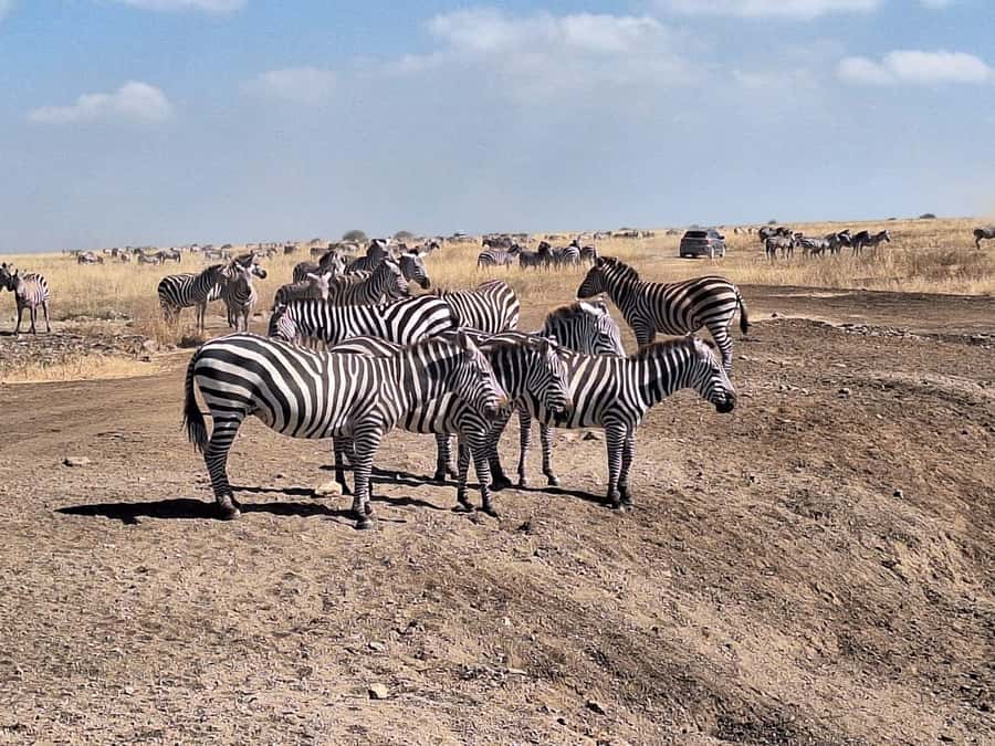 Nairobi National Park Morning Or Evening Game Drive Tour - 5-Hour Morning or Evening Game Drive: When Wildlife Is Most Active