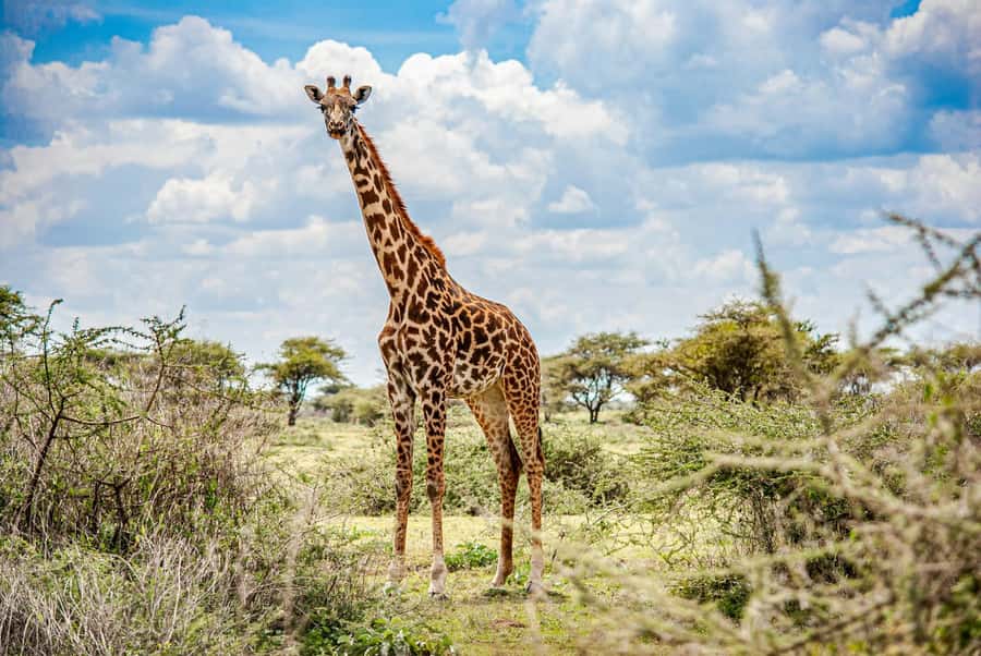 Nairobi: National Park & Optional Elephants & Giraffe Center - How Guides Help You See More Than the Average Safari