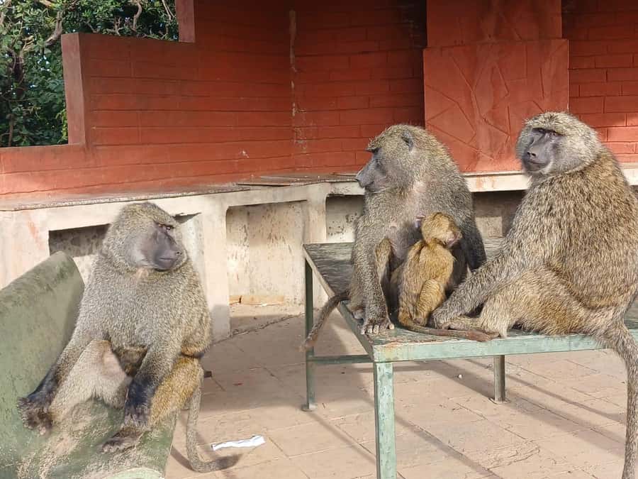 Nairobi: National Park & Optional Elephants & Giraffe Center - Nairobi National Park Safari Targets: What You’re Likely to Spot