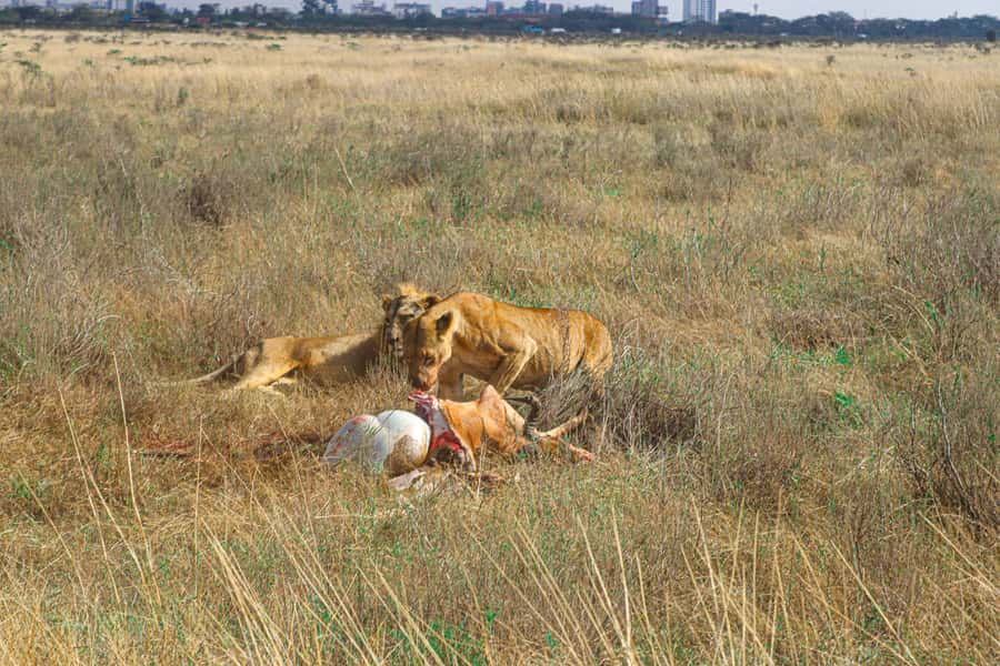 Nairobi National Park, Orphanage, Giraffe & Beads Tour - Key things I’d circle before you book