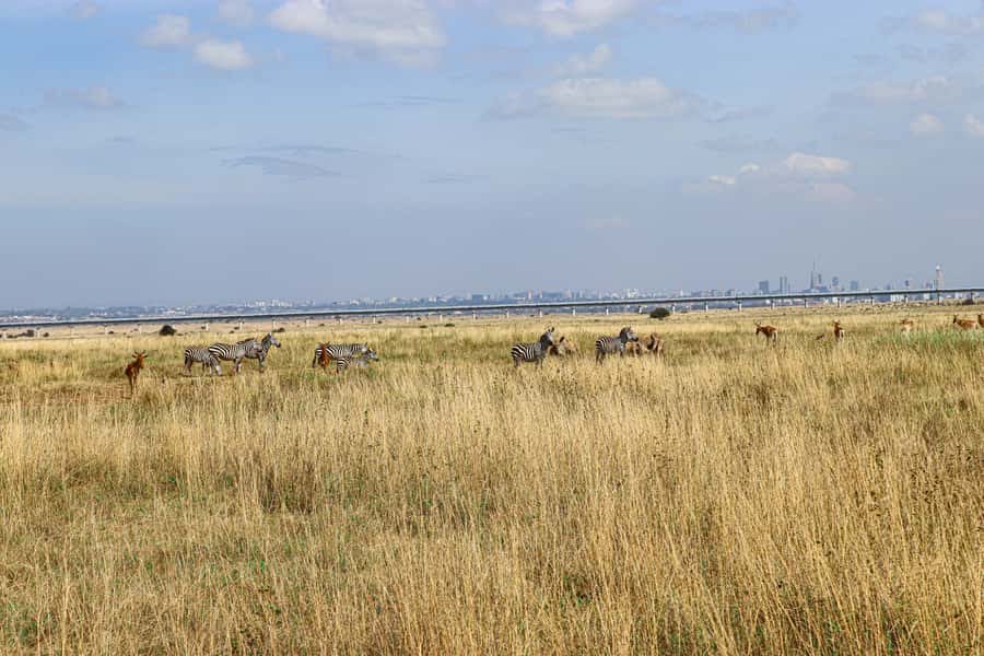 Nairobi National Park, Orphanage, Giraffe & Beads Tour - Giraffe Centre feeding: Rothschild’s giraffes up close