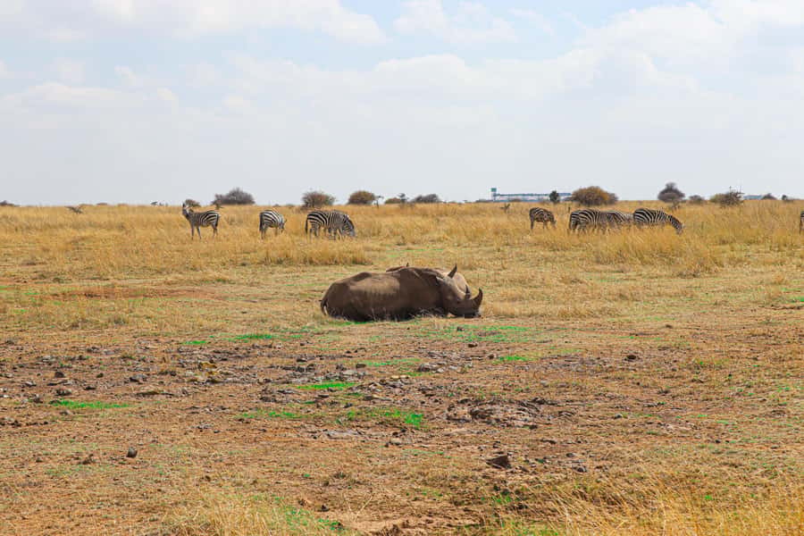 Nairobi National Park, Orphanage, Giraffe & Beads Tour - Lunch in Nairobi: a break that keeps the day human