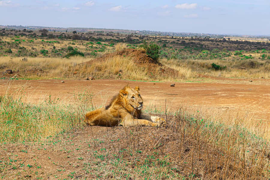 Nairobi National Park, Orphanage, Giraffe & Beads Tour - Kazuri or Kobe beads and leather: shopping with a purpose