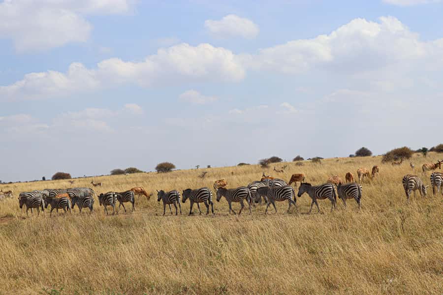 Nairobi National Park, Orphanage, Giraffe & Beads Tour - What to bring and how to keep your day easy