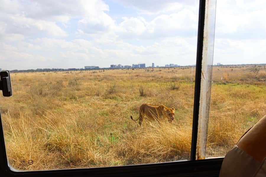 Nairobi National Park, Orphanage, Giraffe & Beads Tour - The morning game drive: how to get the most out of your wildlife time