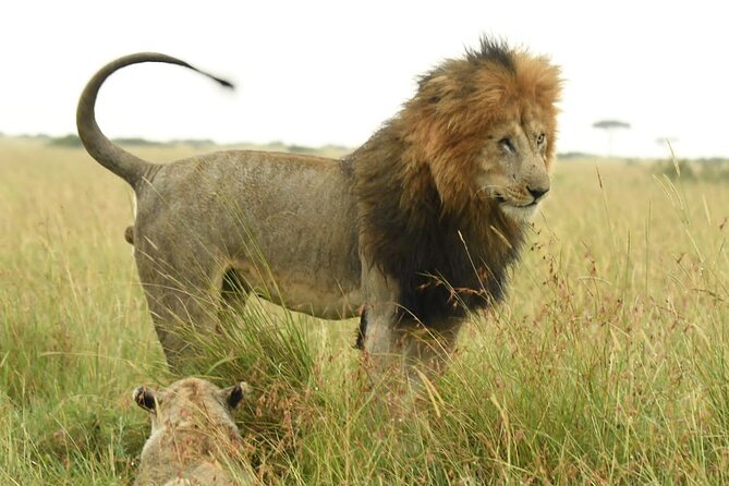 Nairobi National park private day tour - Why Nairobi National Park Fits a Short Day Better Than You’d Expect