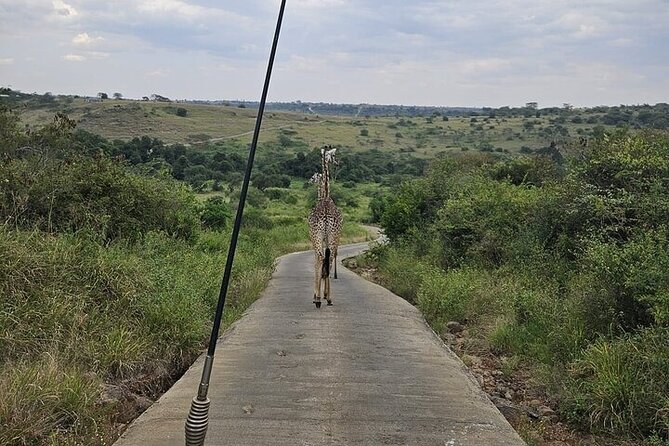 Nairobi National Park Private Half Day Tour with Pick up - Nairobi National Park by Pickup: Perfect for a Short Visit