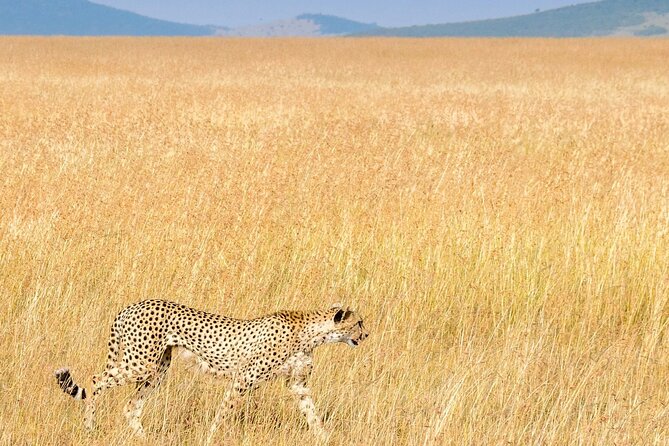 Nairobi National Park Private Half Day Tour with Pick up - Guide and Private Vehicle: Why This Matters More Than You Think