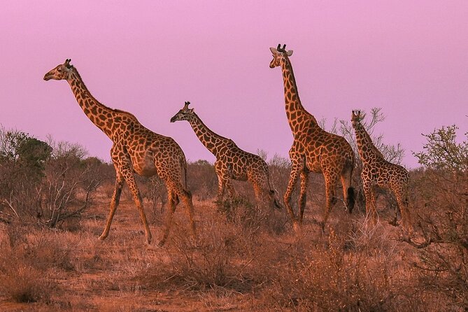 Nairobi National Park Private Half Day Tour with Pick up - Who This Tour Best Fits (And Who Might Want Something Else)