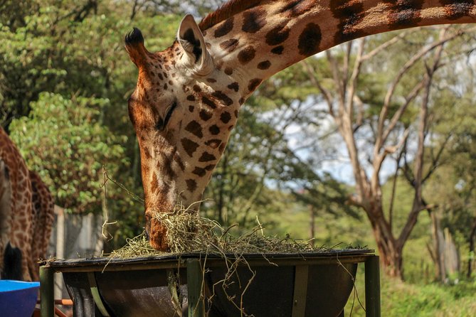 Nairobi National Park Private Safari - Nairobi at Safari Speed: why this private format works