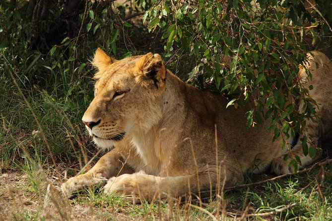 Nairobi National Park Private Safari - Stop 3: Giraffe Centre and the Endangered Rothschild giraffe