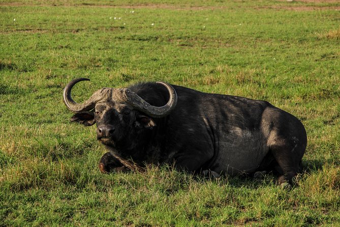 Nairobi National Park Private Safari - Value check: $200 per person, what is included, and what to budget