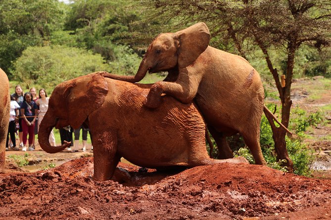 Nairobi National Park Private Safari - Who this Nairobi National Park private safari suits best
