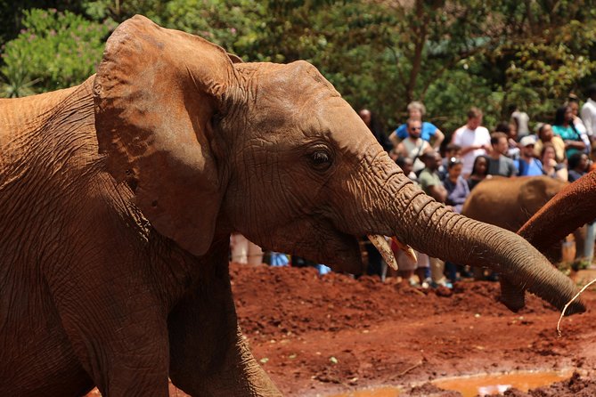 Nairobi National Park Private Safari - What to expect from the guides and the drive