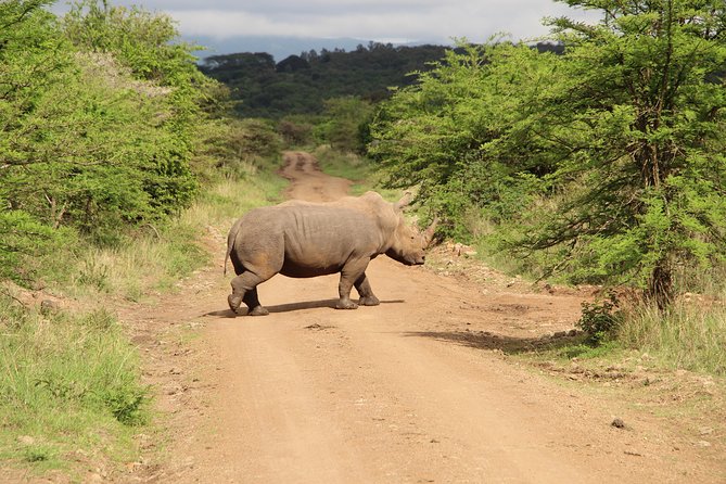 Nairobi National Park Private Safari - Stop 1: Nairobi National Park game drive with big cat odds