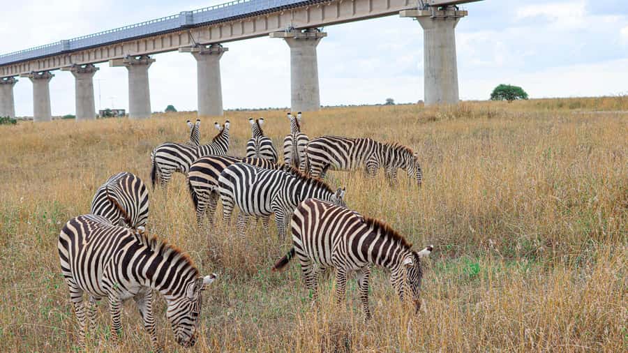 Nairobi: National Park Private Tour in 4X4 Jeep - Nairobi National Park in a Private Jeep, not a Long Safari Drive