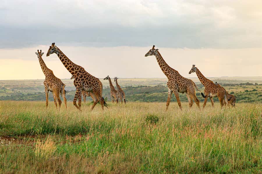Nairobi: National Park Private Tour in 4X4 Jeep - The Ivory Monument Stop and Why It’s More Than a Photo Break