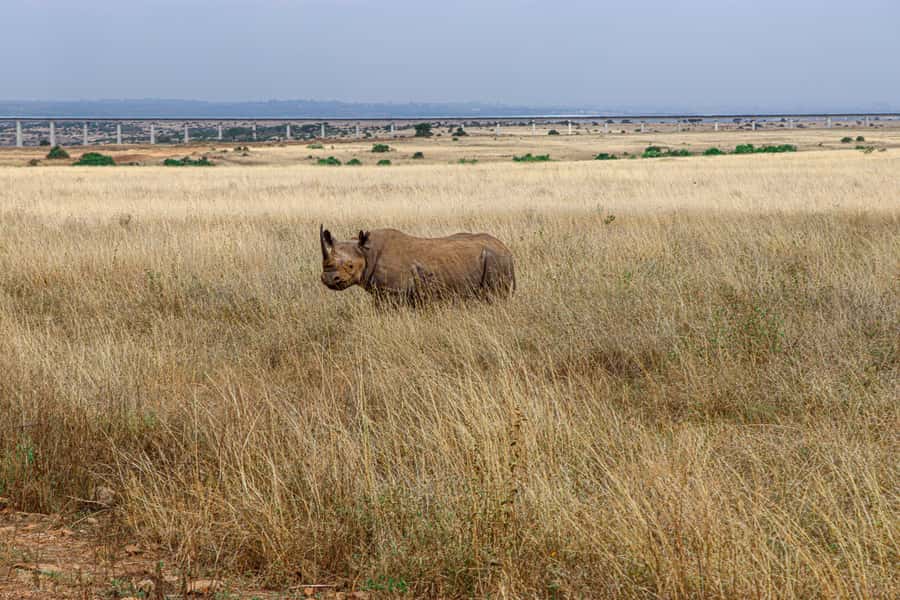 Nairobi: National Park Private Tour in 4X4 Jeep - Lions, Rhinos, and the Art of Getting in the Right Position
