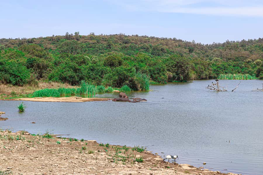 Nairobi: National Park Private Tour in 4X4 Jeep - The Ride Comfort Details That Actually Affect Your Day