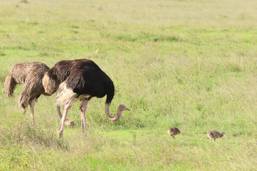 Nairobi: National Park Private Tour in 4X4 Jeep - Lunch Break Timing and How It Fits the Full Day