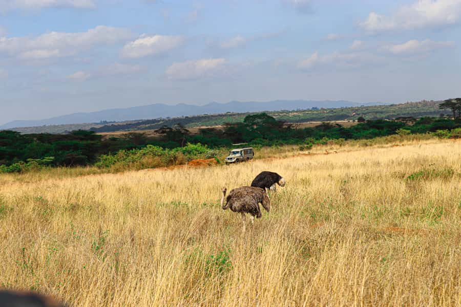 Nairobi: National Park Private Tour in 4X4 Jeep - Price and Value: What $110 Gets You, and What You Should Budget for