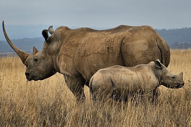 Nairobi National Park Private Tour (Morning/Afternoon Options) - Stop 1: Nairobi National Park, and how the wildlife search plays out
