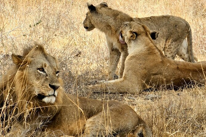 Nairobi National Park Private Tour (Morning/Afternoon Options) - Morning vs afternoon options: choosing the timing that suits you