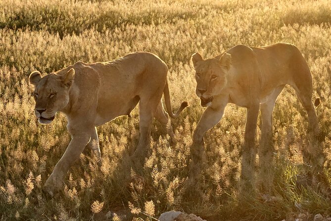 Nairobi National Park Private Tour (Morning/Afternoon Options) - Logistics that can make or break your safari day