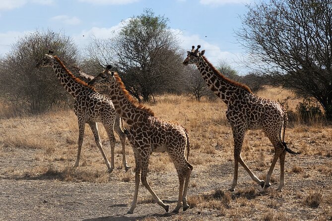 Nairobi National Park Private Tour (Morning/Afternoon Options) - What to bring: simple gear that improves your odds of enjoying the day