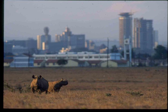 Nairobi National Park Safari - Why Nairobi National Park feels special from the first minutes