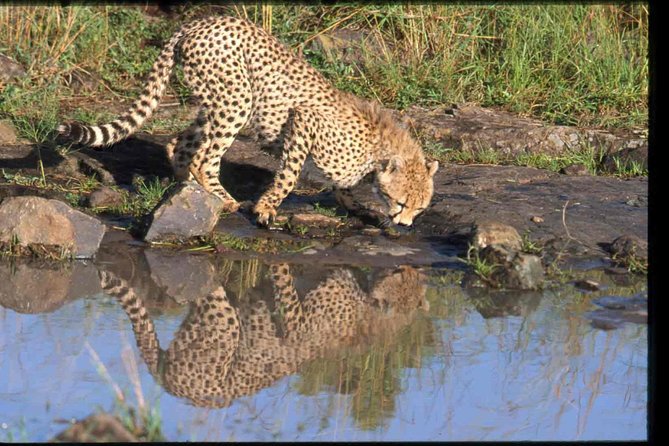 Nairobi National Park Safari - Who this Nairobi skyline safari suits best