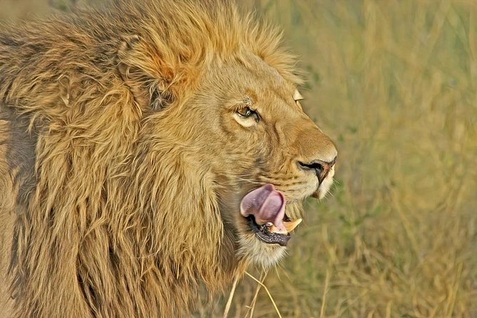 Nairobi National Park Safari Tour - Morning vs Afternoon: Choosing the Best Time to Spot Animals