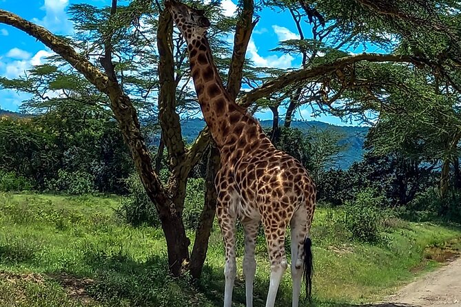 Nairobi National Park Safari With a Visit to Giraffe Center. - 6am Pickup and the Ride Into Wildlife Country