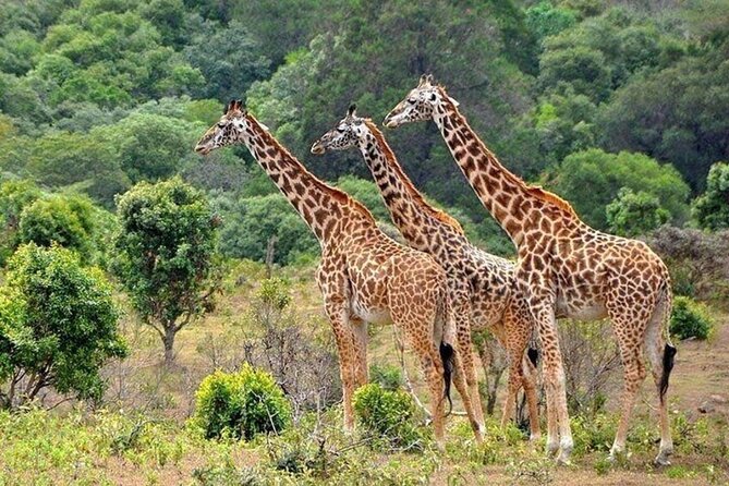 Nairobi National Park Safari With a Visit to Giraffe Center. - Coffee Stop and Transfer to the Giraffe Centre