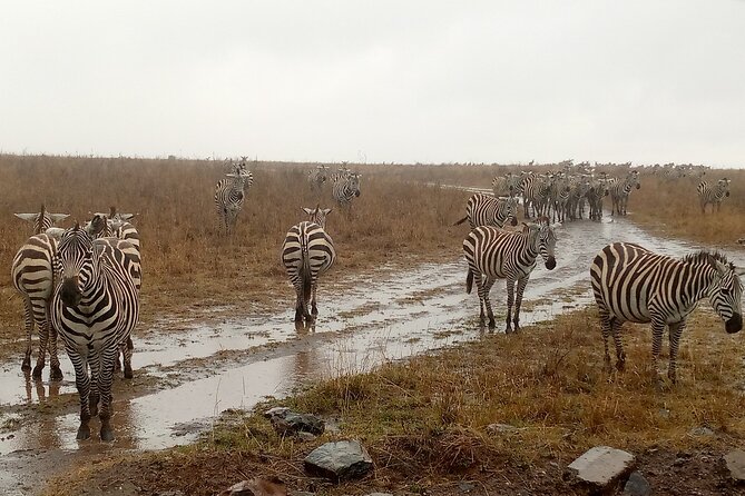 Nairobi National Park Safari With a Visit to Giraffe Center. - Giraffe Centre Visit: A Different Giraffe Experience With Conservation Teachings