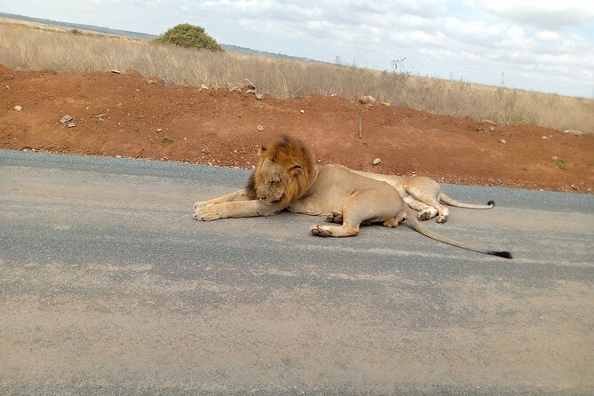 Nairobi National Park Safari With a Visit to Giraffe Center. - Price and What You Really Pay: The $80 Value Math