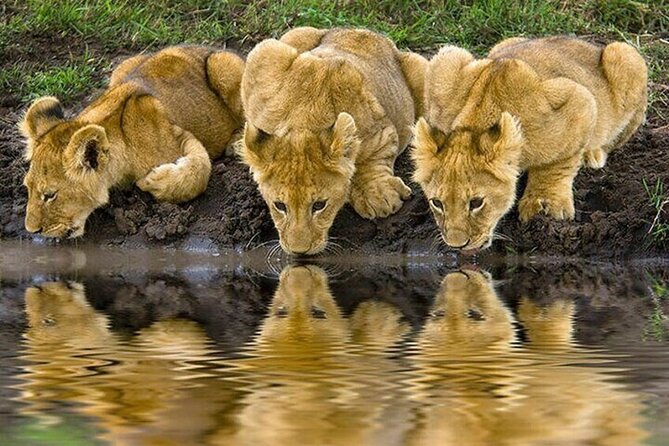 Nairobi National Park Safari With a Visit to Giraffe Center. - The Best Fit: Who This Safari Works For