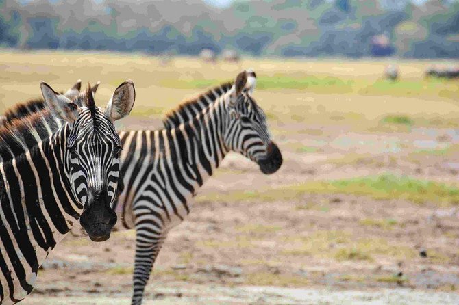 Nairobi National Park Safari - Your 4-hour safari plan, morning or afternoon timing
