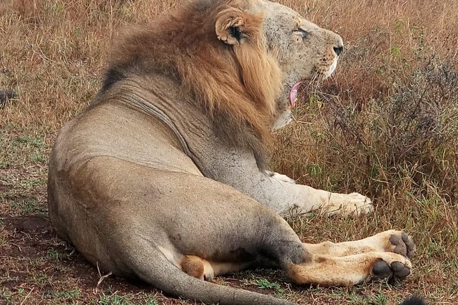 Nairobi National Park, Sheldrick Elephant, Giraffe Centre Tour - Price and Logistics: What You Pay, What You Still Owe