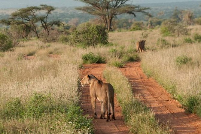 Nairobi National Park, Sheldrick Elephant, Giraffe Centre Tour - Open-Roof Safari Van and Guide Skills: Watson, Douglas, and James