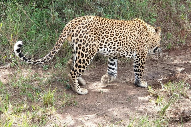 Nairobi National Park, Sheldrick Elephant, Giraffe Centre Tour - What to Pack for a Full Wildlife Day (So You Enjoy It, Not Endure It)