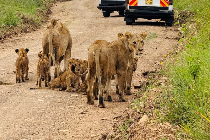 Nairobi National Park Sheldrick & Giraffe Centre Day Trip - Key highlights to know before you go